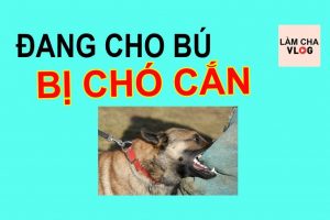 cho-can-co-cho-bu-duoc-khong